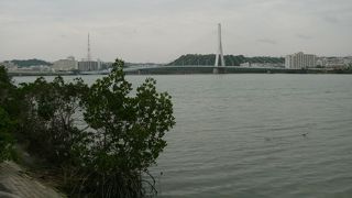 マングローブを身近に見ることができる