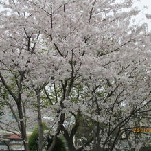 桜が満開