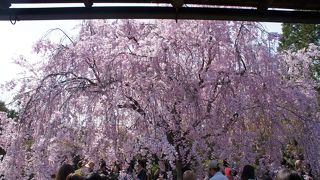 今年の「そうだ　京都、いこう」へ行ってきました。