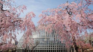 枝垂れ桜が素晴らしい！！