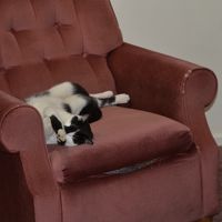 ロビーで寝ていたねこちゃんがお出迎え（笑）