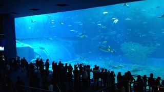 日本一大きい水族館