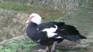 “弁財天堂”が建っています