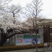 桜の季節は綺麗ですよ・・「京王閣競輪場」
