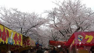 平野神社でお花見