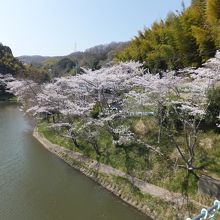 もう少し早く来ればもっと綺麗いかったと思います