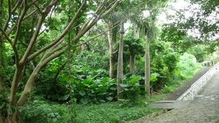 整備された緑地とジャングルの様な公園