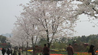 桜花大道は上海で１，２の桜並木です。