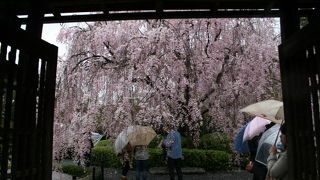 CM効果で大混雑でした。
