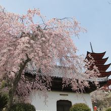 桜と５重の塔です