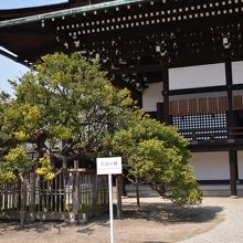 紫宸殿前にある右近の橘