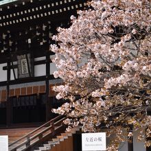 紫宸殿前にある左近の桜