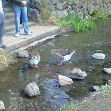 湖のほとりには鳥もよく降りてきます。