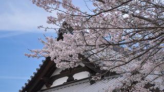 春は桜、秋は秋桜が綺麗です。