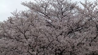 言わずと知れた上野の中心スポット！