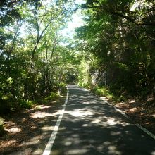 木漏れ日溢れる林道