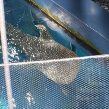 上からもジンベイザメを見れます