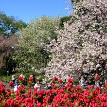 千駄ヶ谷門からアクセス　鮮やかな色彩のツツジ と八重桜