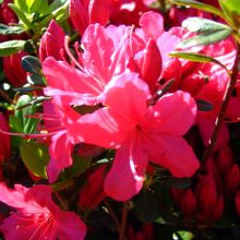 ツツジ山　＠新宿御苑