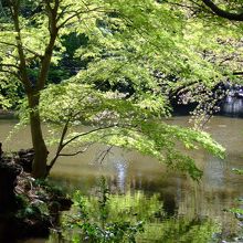 新緑が美しい　下の池　をまわり