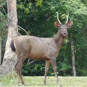 トラとばったりご対面！？自然の宝庫を散策する