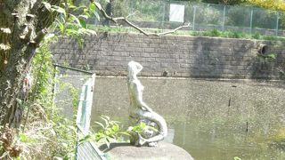 人魚姫がいます＾＾