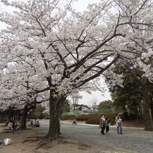 桜並木