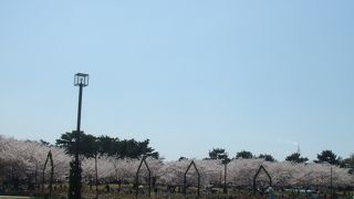 桜を見ながらバーベキューも楽しめる公園