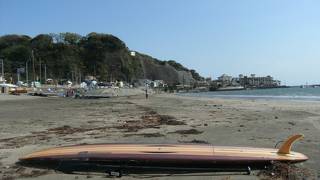 春です・・さくら貝！採れますか？？