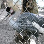 息抜き散歩に小さい動物園