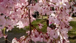 東の祇園　西の平野　桜が有名な神社