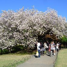 下の池〜中の池〜イギリス風景式庭園〜 そして 日本庭園 へ