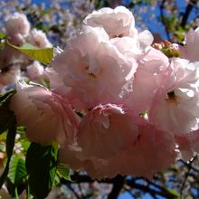 日本庭園界隈に咲く 八重桜
