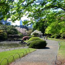 新緑の散策路の向こうに 八重桜