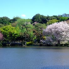 日本庭園　＠新宿御苑