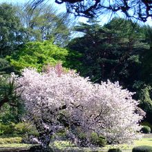 桜 と 松 と　青い空　日本庭園　＠新宿御苑