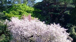 春桜楽し 新緑美し 新宿御苑