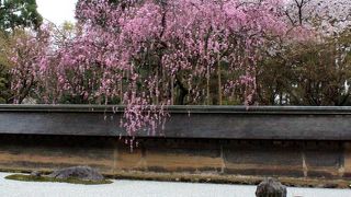 桜の時期は開門時間を狙って！！
