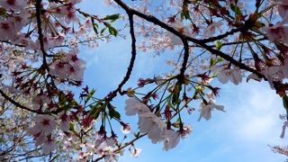 野呂山の桜はこれからです