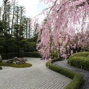 こぼれんばかりの枝垂れ桜と陽の庭＆陰の庭