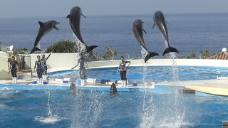 水族館に入らないでも20分間のイルカショーが観れる → タダ