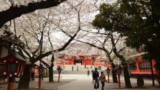 サクラがきれいでした