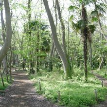 林の散策路