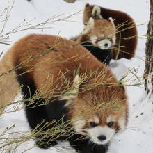 こんなに近くに！