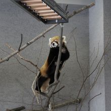 梯子を行ったり来たり