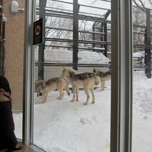 目の前にオオカミがいます