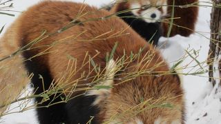 円山動物園☆レッサーパンダとオオカミに夢中