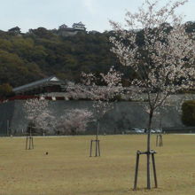 桜の先には山の上の松山城。下から見る姿もいいものです。