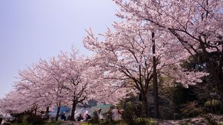 地元民の憩いのスポット　バーベキューしている人が多い