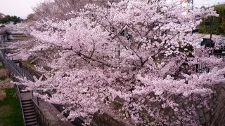 桜の季節がおすすめ　歩きやすい靴で